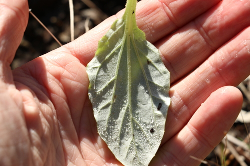 Image of Cymbonotus lawsonianus by (c) Greg Tasney, some rights reserved (CC BY-SA)