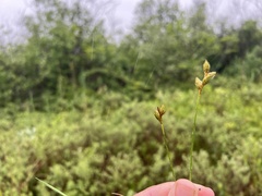 Carex suberecta