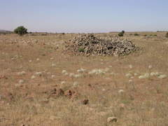 Pimpinella corymbosa