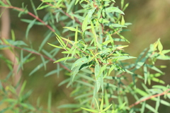 Pimelea neoanglica