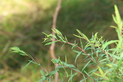 Pimelea neoanglica