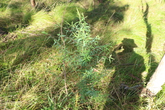 Pimelea neoanglica