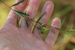 Pimelea neoanglica