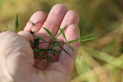 Pimelea neoanglica