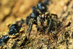 Plexippus paykulli
