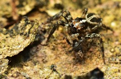 Plexippus paykulli