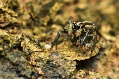 Plexippus paykulli