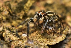 Plexippus paykulli