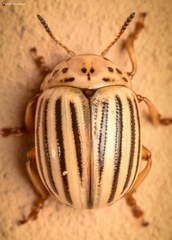 Leptinotarsa texana