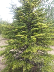 Cedrus libani