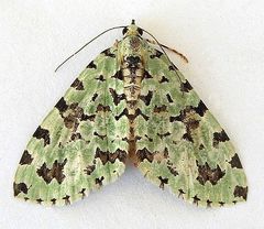 Hydriomena costipunctata