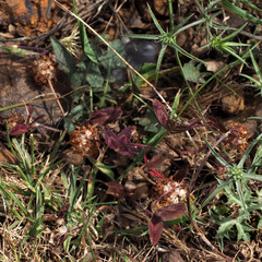Trifolium physodes