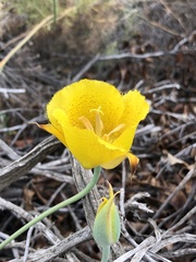 Calochortus weedii weedii
