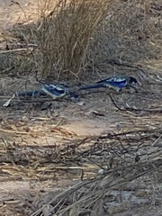 Platycercus venustus