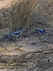 Platycercus venustus