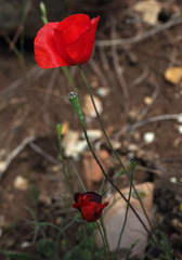 Papaver syriacum