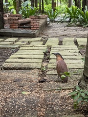 Gorsachius melanolophus