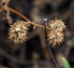 Valerianella coronata