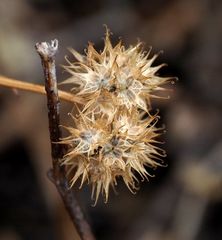 Valerianella coronata