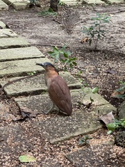 Gorsachius melanolophus