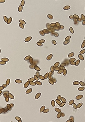 Naucoria escharioides