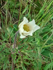 Pulsatilla alpina