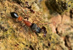 Myrmarachne melanocephala