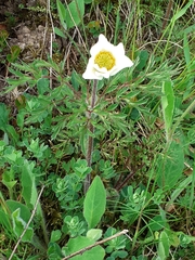Pulsatilla alpina