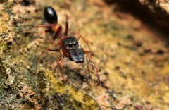 Myrmarachne melanocephala