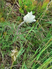 Pulsatilla alpina