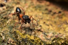 Myrmarachne melanocephala