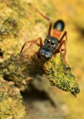 Myrmarachne melanocephala