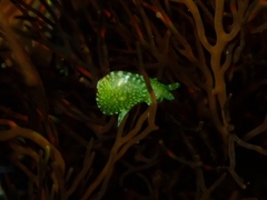 Berthelinia australis