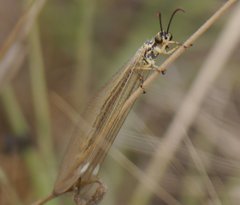 Myrmecaelurus trigrammus