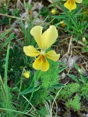 Viola lutea