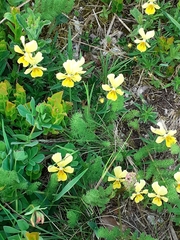 Viola lutea