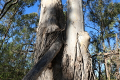Eucalyptus albens