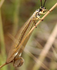 Myrmecaelurus trigrammus