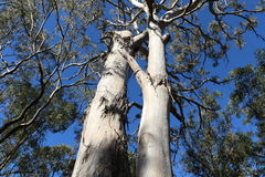 Eucalyptus albens