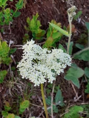 Meum athamanticum