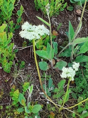 Meum athamanticum
