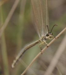Myrmecaelurus trigrammus