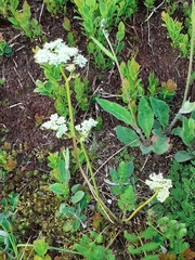 Meum athamanticum