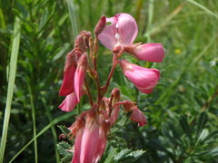 Ononis fruticosa