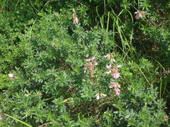 Ononis fruticosa