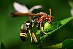 Polistes brunus