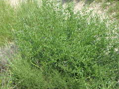 Laserpitium gallicum