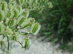 Laserpitium gallicum