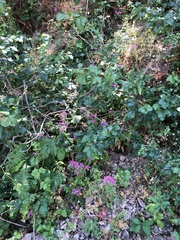 Clarkia concinna concinna