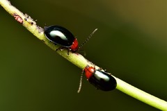 Coleoptera